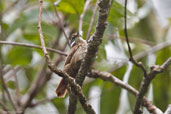 Streaked Xenops, Tamandaré, Pernambuco, Brazil, October 2008 - click for larger image