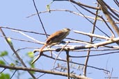 Streaked Xenops, Camacan, Bahia, Brazil, November 2008 - click for larger image