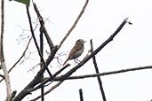 Streaked Xenops, Baeza, Ecuador, November 2019 - click for larger image