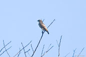 Female White-winged Cotinga, Porto Seguro, Bahia, Brazil, November 2008 - click for larger image