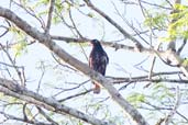 Immature White-winged Cotinga, Porto Seguro, Bahia, Brazil, November 2008 - click for larger image