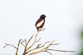 Male White-winged Cotinga, Porto Seguro, Bahia, Brazil, November 2008 - click for larger image