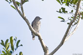 Female White-winged Cotinga, Porto Seguro, Bahia, Brazil, November 2008 - click for larger image