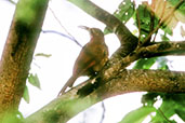 Moustached Woodcreeper, Peruaçu, Minas Gerais, Brazil, February 2002 - click for larger image