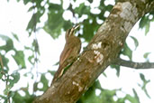 Moustached Woodcreeper, Peruaçu, Minas Gerais, Brazil, February 2002 - click for larger image