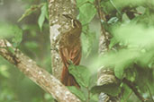 Moustached Woodcreeper, Peruaçu, Minas Gerais, Brazil, February 2002 - click for larger image