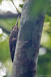 Ivory-billed Woodcreeper, Tikal, Guatemala, March 2015 - click for larger image