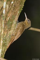 Lesser Woodcreeper, Tamandaré, Pernambuco, Brazil, October 2008 - click for larger image