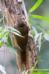 Lesser Woodcreeper, Boa Nova, Bahia, Brazil, October 2008 - click for larger image