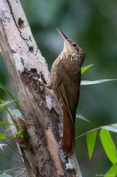 Lesser Woodcreeper, Boa Nova, Bahia, Brazil, October 2008 - click for larger image