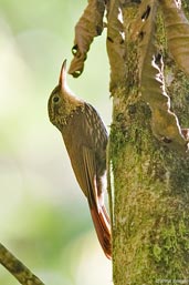 Lesser Woodcreeper, Camacan, Bahia, Brazil, November 2008 - click for larger image