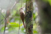 Lesser Woodcreeper, Teresópolis, Rio de Janeiro, Brazil, November 2008 - click for larger image