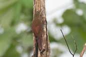 Buff-throated Woodcreeper, São Gabriel da Cachoeira, Amazonas, Brazil, August 2004 - click for larger image