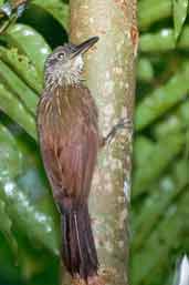 Buff-throated Woodcreeper, Borba, Amazonas, Brazil, August 2004 - click for larger image