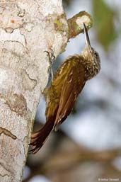 Buff-throated Woodcreeper, Serra de Baturité, Ceará, Brazil, October 2008 - click for larger image