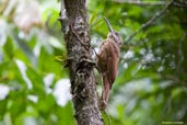 Buff-throated Woodcreeper, Serra de Baturité, Ceará, Brazil, October 2008 - click for larger image