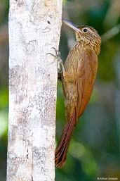 Buff-throated Woodcreeper, Porto Seguro, Bahia, Brazil, October 2008 - click for larger image