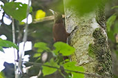 Buff-throated (Lafresnaye's) Woodcreeper, Sani Lodge, Ecuador, November 2019 - click for larger image