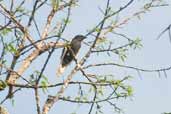 Male White-tailed Cotinga, Borba, Amazonas, Brazil, August 2004 - click for larger image