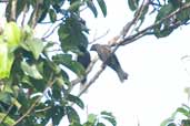 Male & female White-tailed Cotinga, Borba, Amazonas, Brazil, August 2004 - click for larger image