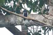 Male White-tailed Cotinga, Borba, Amazonas, Brazil, August 2004 - click for larger image