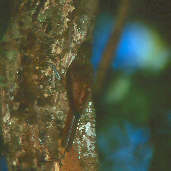 Zimmer's Woodcreeper, Anavilhanas Archipelago, Amazonas, Brazil, July 2001 - click for larger image