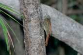 Striped Woodcreeper, Borba, Amazonas, Brazil, August 2004 - click for larger image