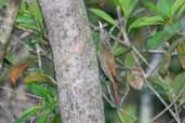 Striped Woodcreeper, Borba, Amazonas, Brazil, August 2004 - click for larger image