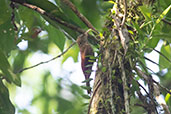 Striped Woodcreeper, Sani Lodge, Ecuador, November 2019 - click for larger image