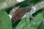 Striped Woodcreeper, Palmarí, Amazonas, Brazil, September 2003 - click for larger image