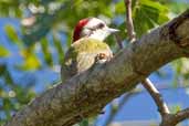 Female Cuban Green Woodpecker, La Güra, Cuba, February 2005 - click for larger image