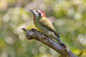 Male Cuban Green Woodpecker, La Güra, Cuba, February 2005 - click for larger image