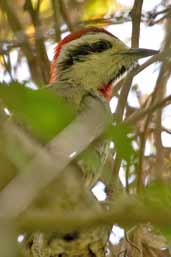 Male Cuban Green Woodpecker, Soplillar, Zapata Swamp, Cuba, February 2005 - click for larger image