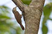 Straight-billed Woodcreeper, Carajás, Pará, Brazil, October 2005 - click for larger image