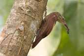 Straight-billed Woodcreeper, Carajás, Pará, Brazil, October 2005 - click for larger image