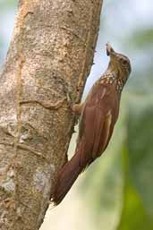 Straight-billed Woodcreeper, Carajás, Pará, Brazil, October 2005 - click for larger image