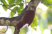 Straight-billed Woodcreeper, Serra de Baturité, Ceará, Brazil, October 2008 - click for larger image