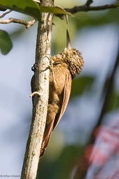 Straight-billed Woodcreeper, Serra de Baturité, Ceará, Brazil, October 2008 - click for larger image