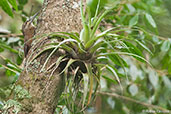 Strong-billed Woodcreeper, Santa Marta Mountains, Magdalena, Colombia, April 2012 - click for larger image