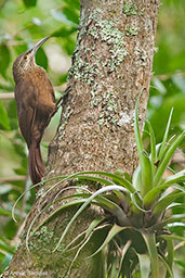 Strong-billed Woodcreeper, Santa Marta Mountains, Magdalena, Colombia, April 2012 - click for larger image