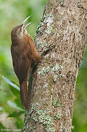 Strong-billed Woodcreeper, Santa Marta Mountains, Magdalena, Colombia, April 2012 - click for larger image