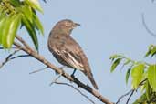 Female Pomapdour Cotinga, INPA tower north of Manaus, Brazil, August 2004 - click for larger image