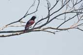 Male Pomapdour Cotinga, INPA tower north of Manaus, Brazil, August 2004 - click for larger image