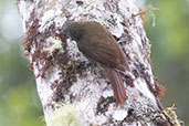 Olive-backed Woodcreeper, Cabañas, San Isidro, Ecuador, November 2019 - click for larger image