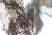 Olive-backed Woodcreeper, Cabañas, San Isidro, Ecuador, November 2019 - click for larger image