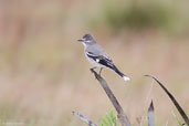 Grey Monjita, Chapada Diamantina, Bahia, Brazil, July 2002 - click for larger image