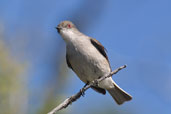 Fire-eyed Diucon, Torres del Paine, Chile, December 2005 - click for larger image