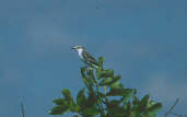 White-rumped  Monjita, Emas, Goi�s, Brazil, April 2001 - click for larger image