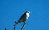 White-rumped  Monjita, Emas, Goi�s, Brazil, April 2001 - click for larger image