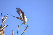 White-rumped  Monjita, Emas, Goiás, Brazil, April 2001 - click for larger image